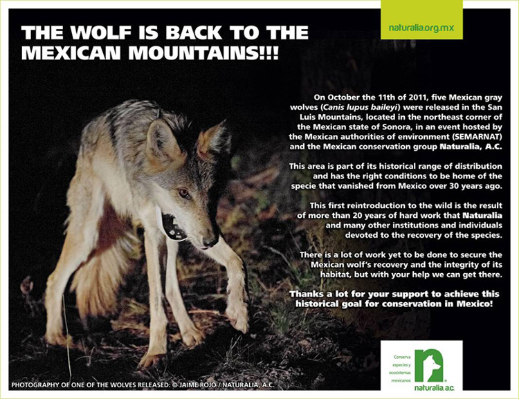 Mexican Grey Wolves released in Sonora