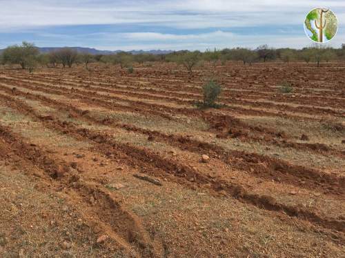 Tilling of the desert for buffelgrass and cattle Tilling of the desert for buffelgrass and cattle