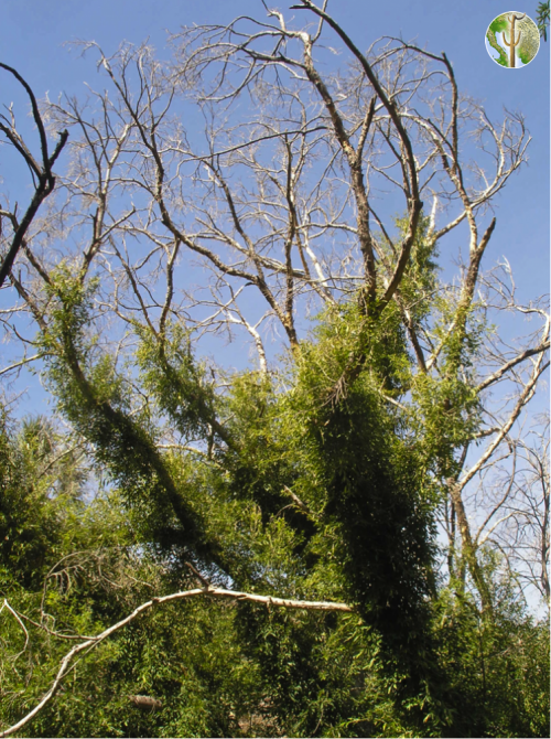 Giant Ficus pertusa frost damage Giant Ficus pertusa frost damage in Los Pavos de Abajo canyon