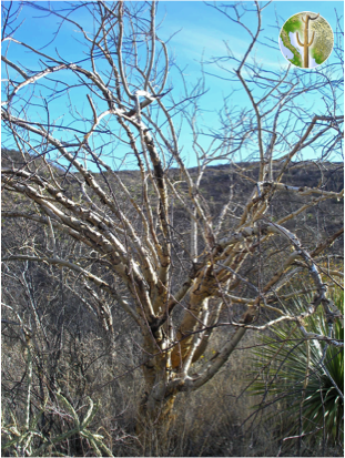 Older Bursera fagaroides frost-killed