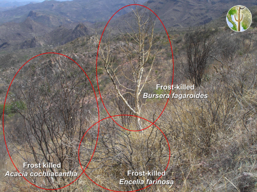Frost killed thornscrub species Frost killed thornscrub species