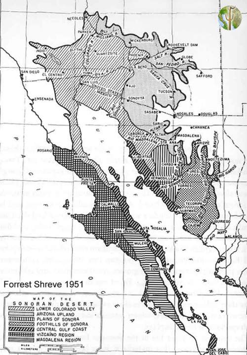 Sonoran Desert Subdivision map, Shreve 1951
