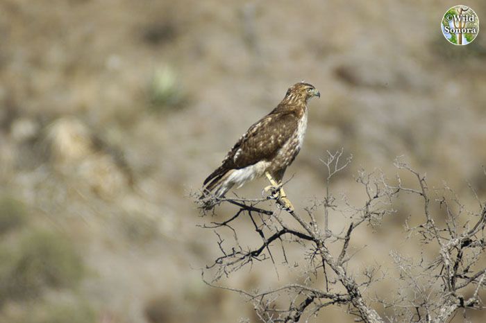 Red-tailed Hawk perched