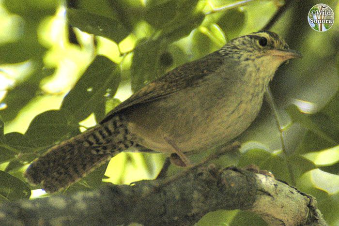 Sinaloa Wren, Sonora