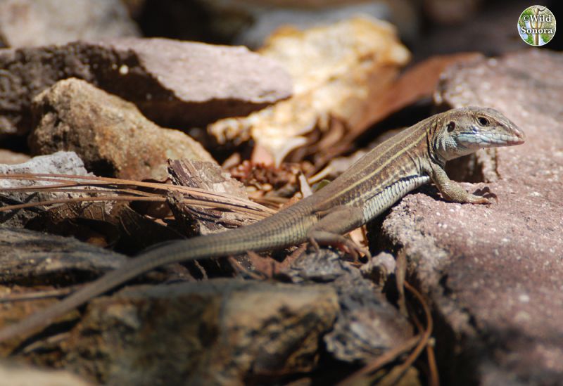 Aspidoscelis costata barrancorum