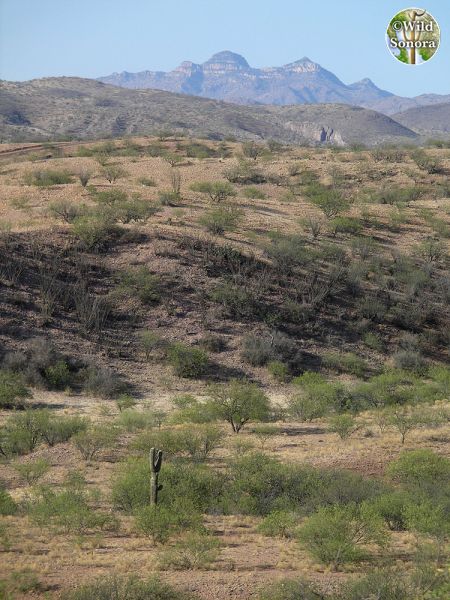Atascosa Peak view from the south
