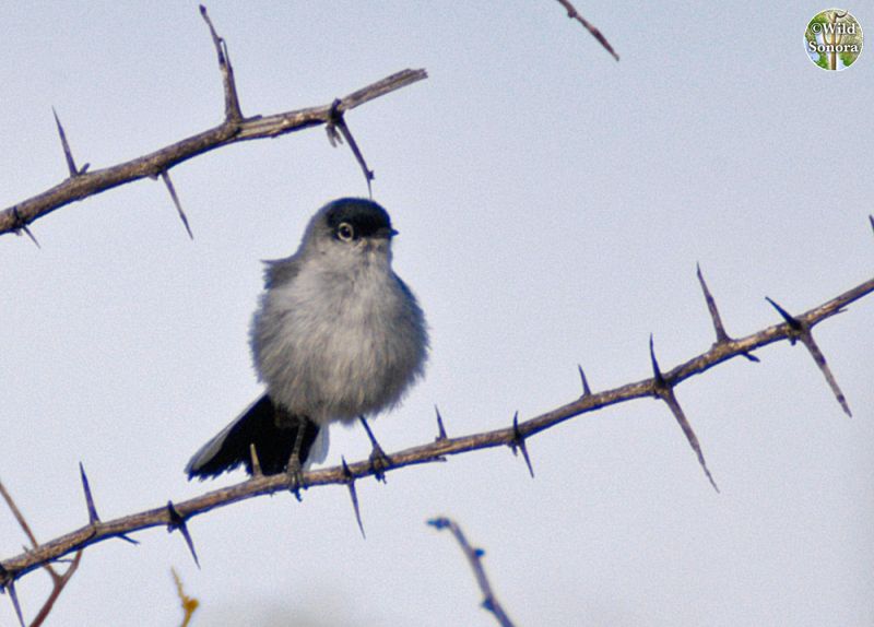 black-tailed gnatcatcher