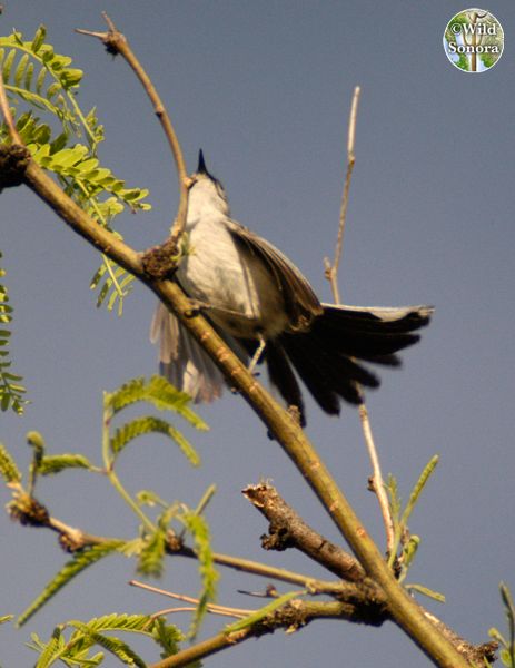 Black-tailed gnatcatcher