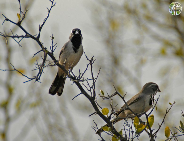 Pair of black-throated sparrows on Celtis pallida