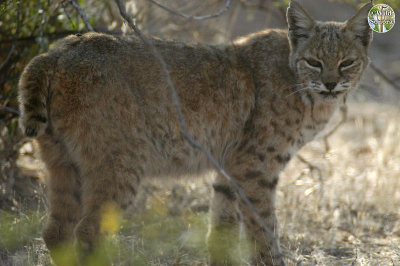 Sonora Desert bobcat