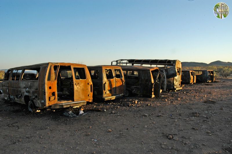 Burned out migrant vans, Sonora