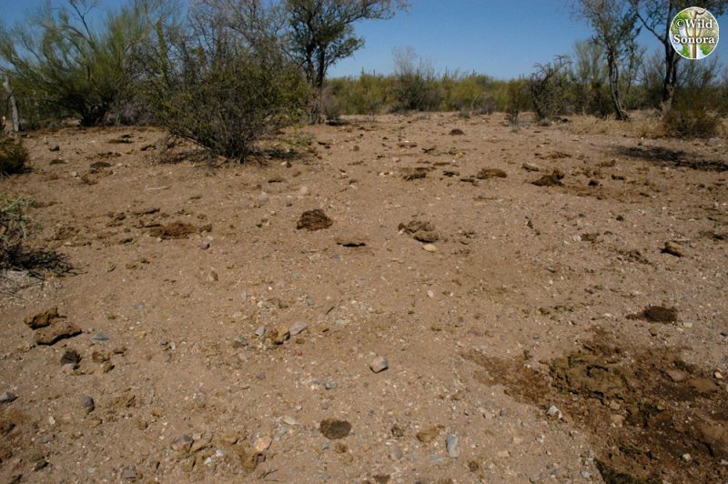 Overgrazed Sonoran Desert