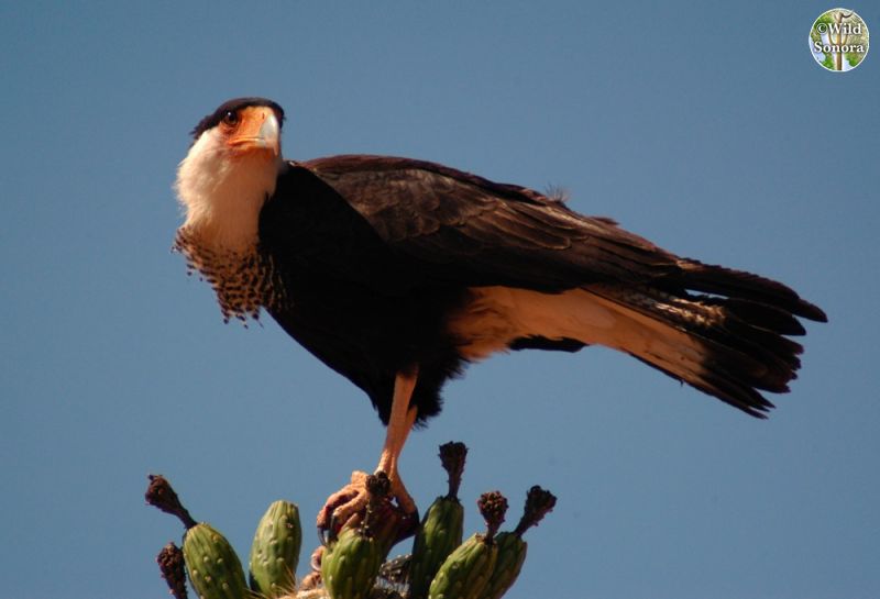 Crested caracara on saguaro