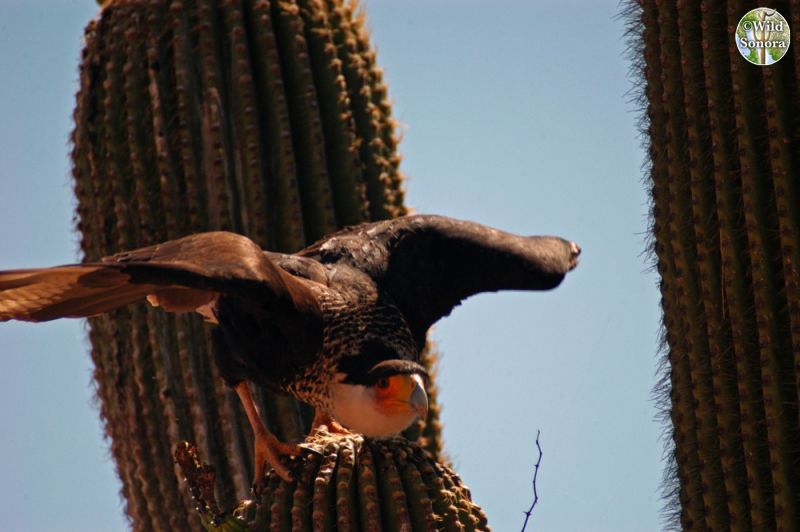Crested caracara on saguaro