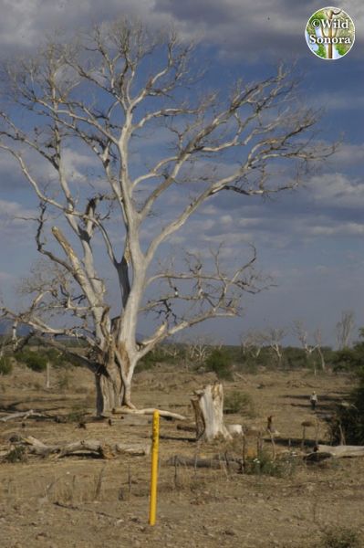 Dead cottonwood on upper Santa Cruz River