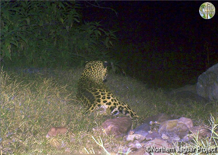 Jaguar on Northern Jaguar Reserve