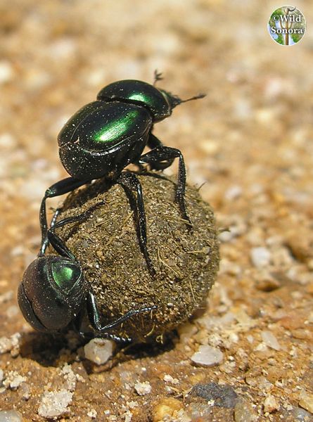 Dung beetles rolling dung ball