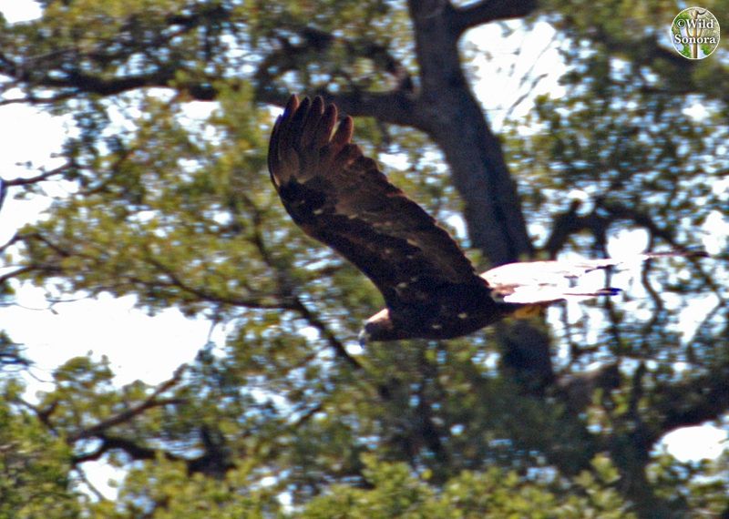 Golden eagle flying