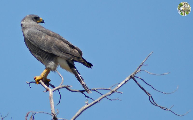Grey Hawk Perched