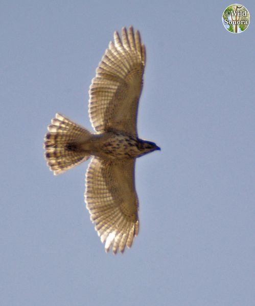 Grey Hawk Juvenile Flying