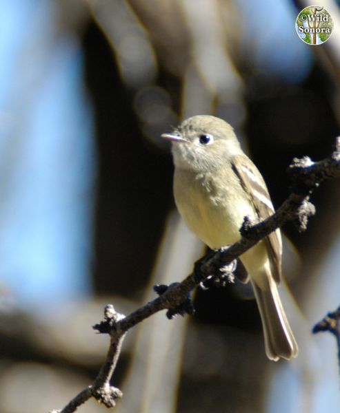 Unknown Impid Flycatcher