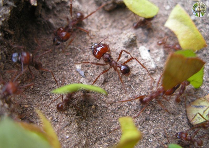Leafcutter ant