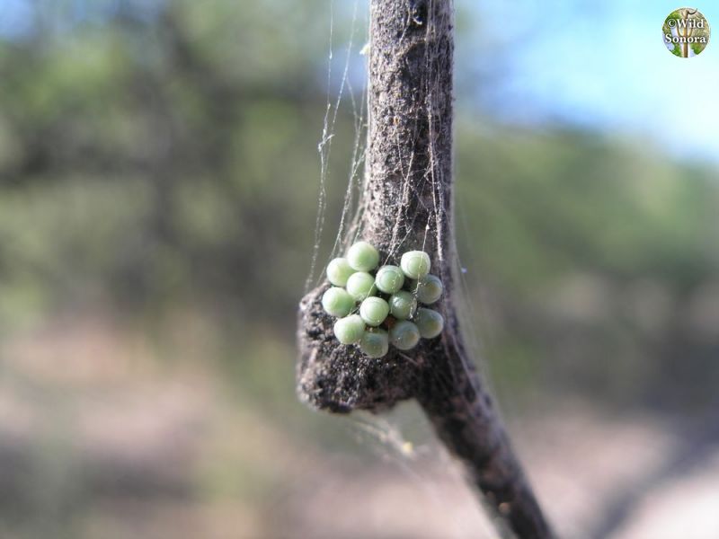 Insect Eggs