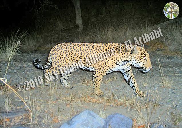 Jaguar at El Aribabi, Sonora