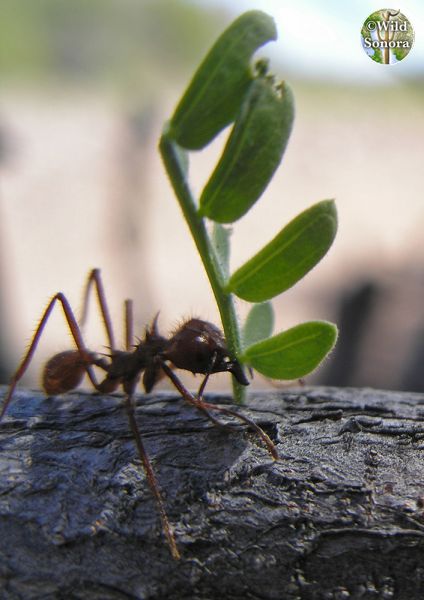 Leaf cutter ants carrying Acacia greggii