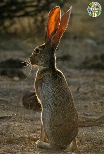 Lepus alleni, antelope jackrabbit