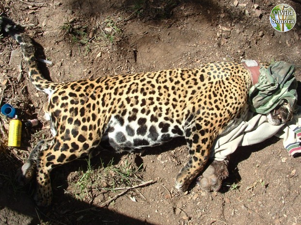 Macho B After Tranquilization