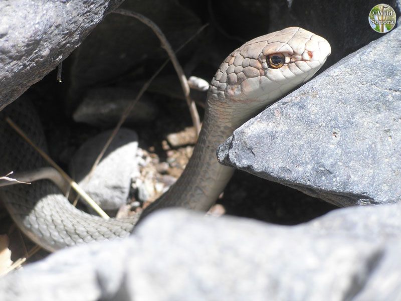Masticophis mentovarius