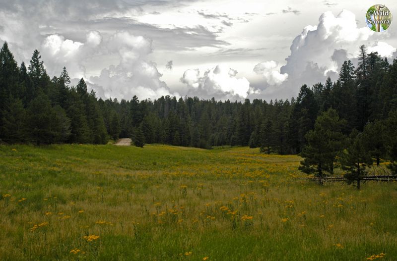 Meadow on Mt. Graham