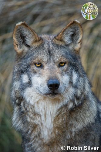 Mexican Gray Wolf © Robin Silver