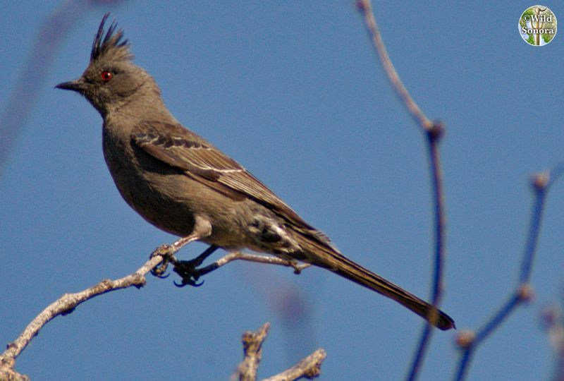 Phainopepla female