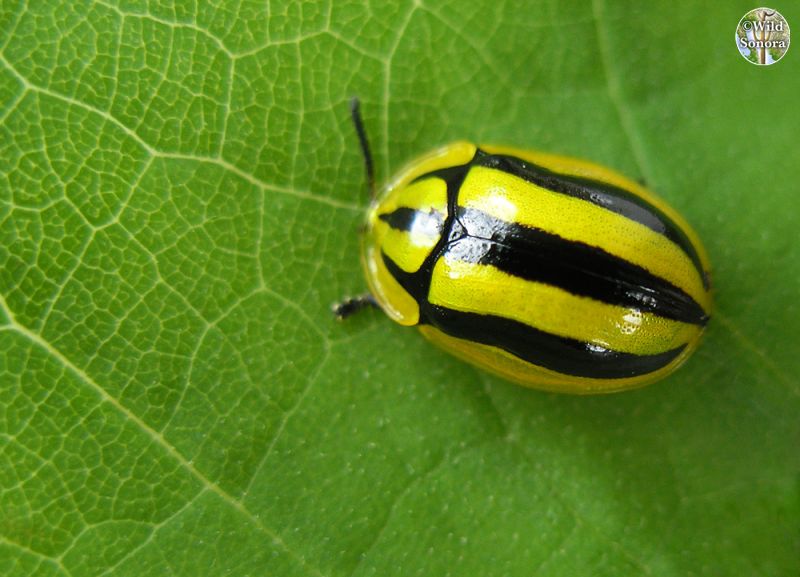Physonota disjuncta