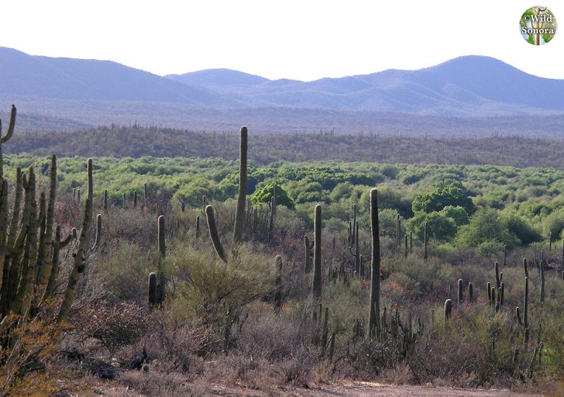 Rio Altar riparian vegetation surrounded by desert, Tubutama, Sonora