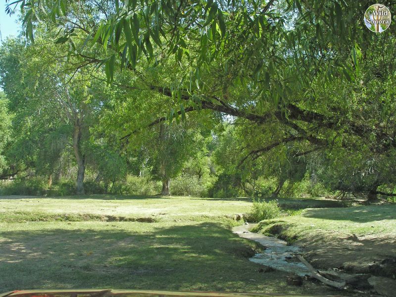 Rio Altar riparian vegetation under Tubutama bridge