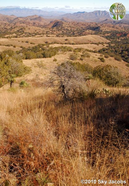 Rosemont Valley in the Santa Ritas