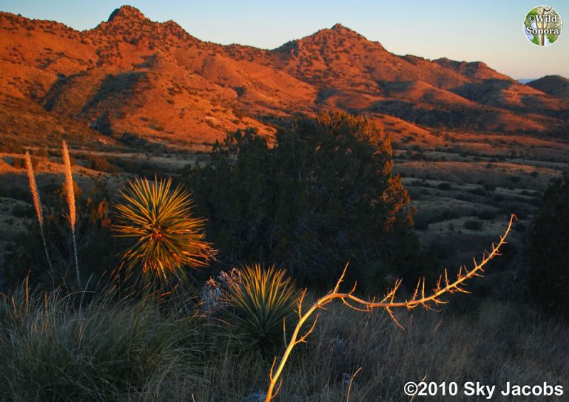 Rosemont Valley in the Santa Ritas