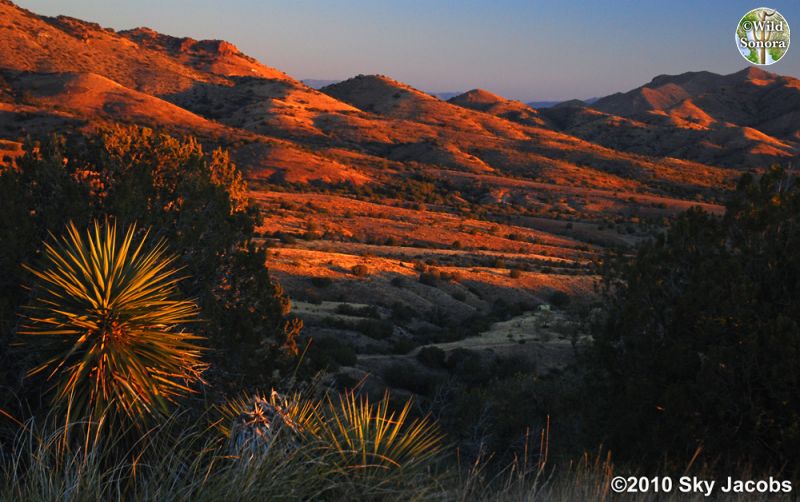 Rosemont Valley sunrise in the Santa Ritas
