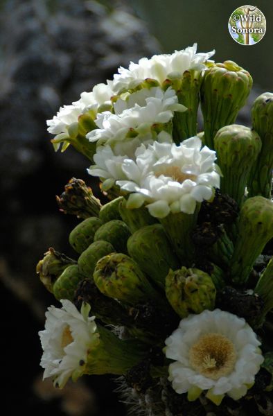 Saguaro flowers and buds