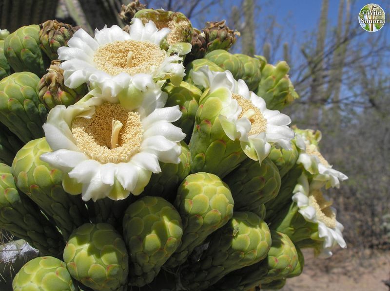 Saguaro flowers and buds