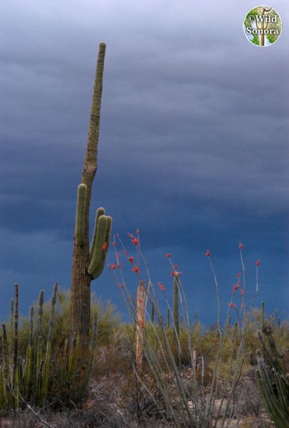 Saguaro and desert storm