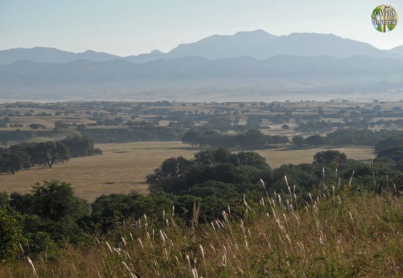 San Rafael Valley, upper Santa Cruz River watershed