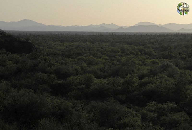 Sonora desert view