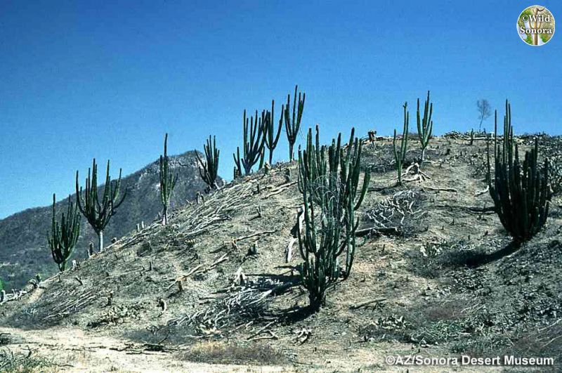 Tropical Deciduous Forest cleared for cattle (©AZ/Sonora Desert Museum) Tropical Deciduous Forest cleared for cattle (©AZ/Sonora Desert Museum)