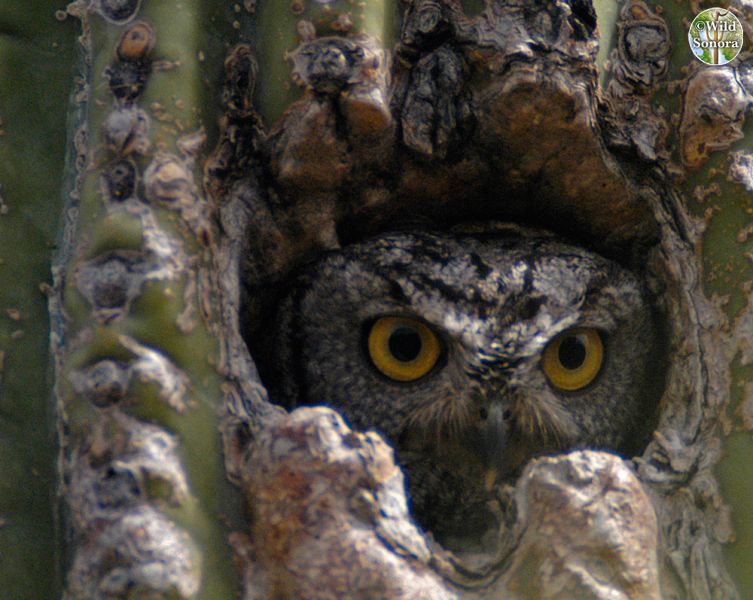 Western screech-owl in saguaro cavity
