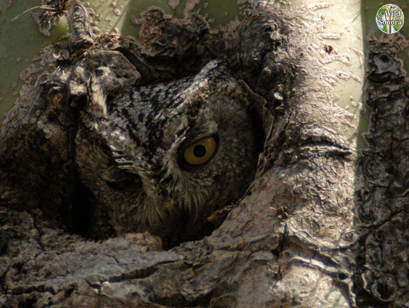 Western screech-owl