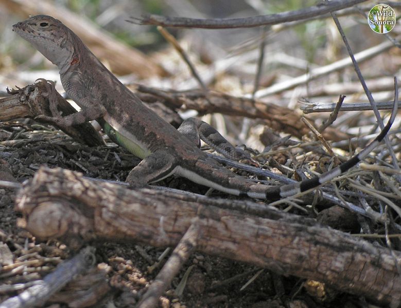 Callisaurus draconoides, zebra-tailed lizard